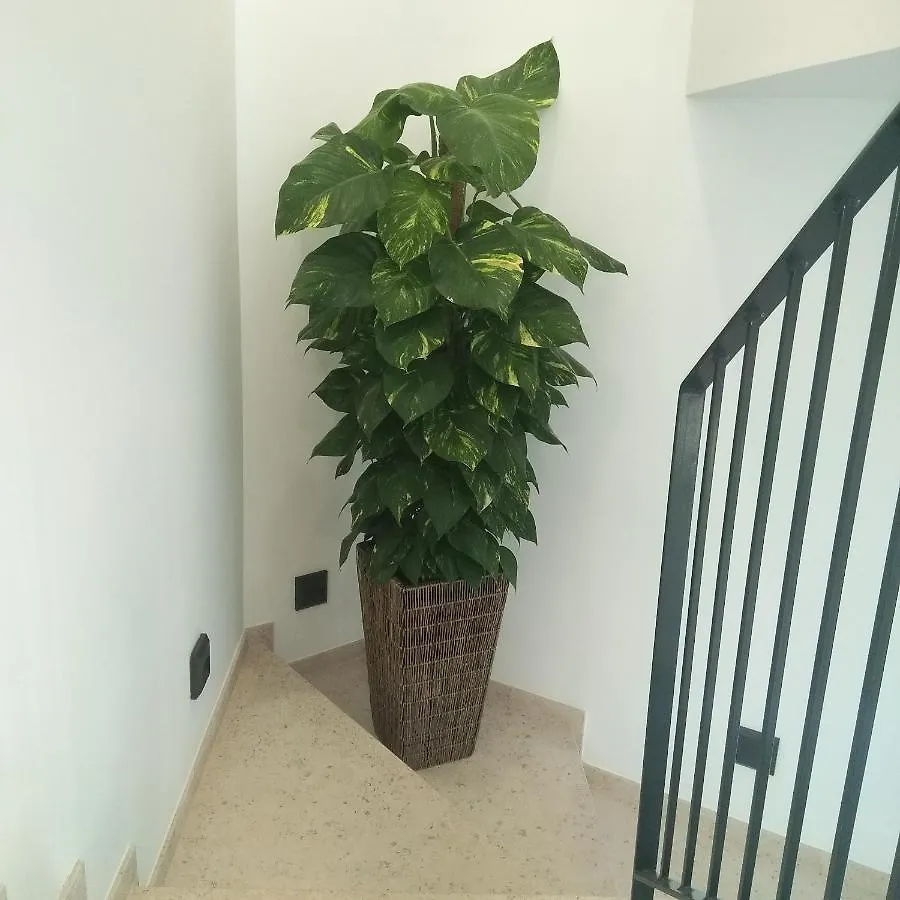 Guest house Algarpapa Rooms Armacao de Pera